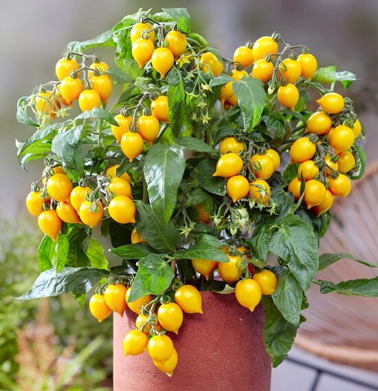 Balkona tomāti “Evita Compact Yellow”